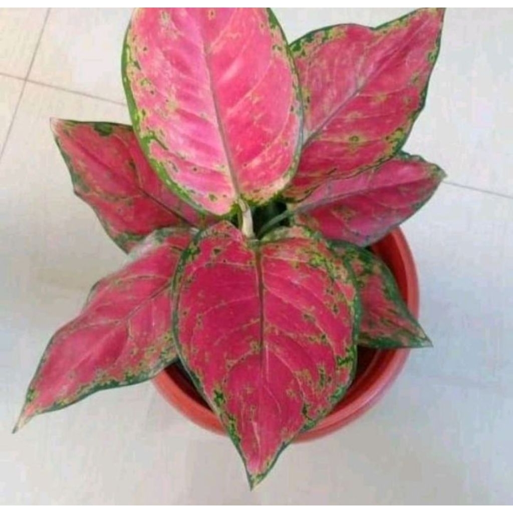 Aglonema Dud Anjamani - Aglonema Dud Anjamani - Tanaman hias Aglonema