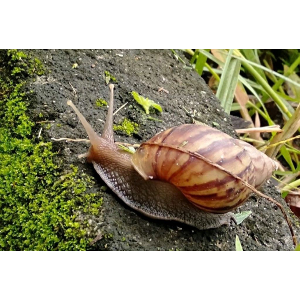 bekicot hidup jumbo per 10