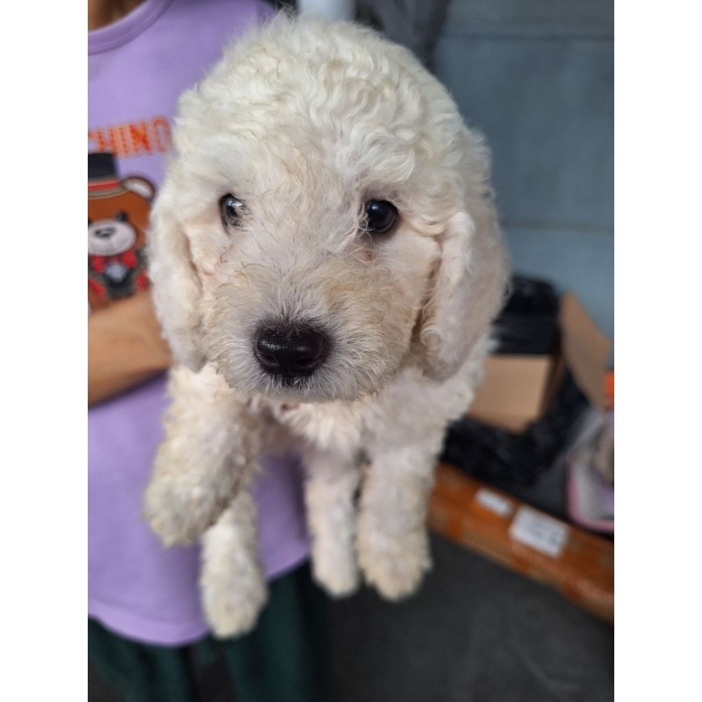 anak anjing poodle jantan
