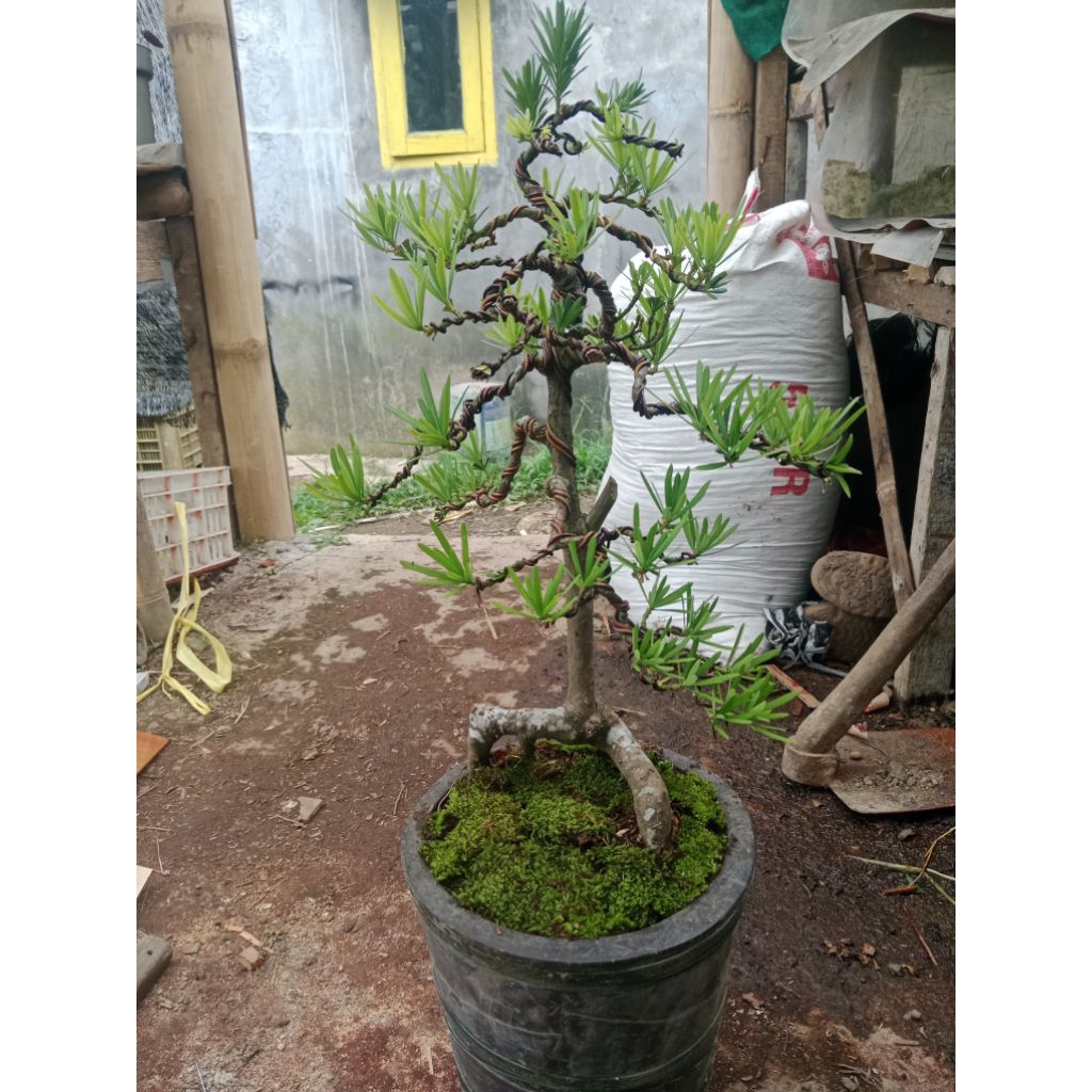 bonsai Lohansung lidah burung