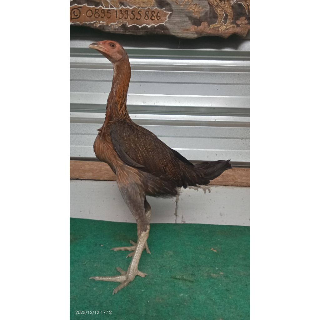 Calon Indukan Mangon iQ 5_6 bulan