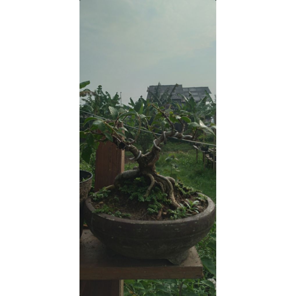 Bonsai ficus amplas putih mame