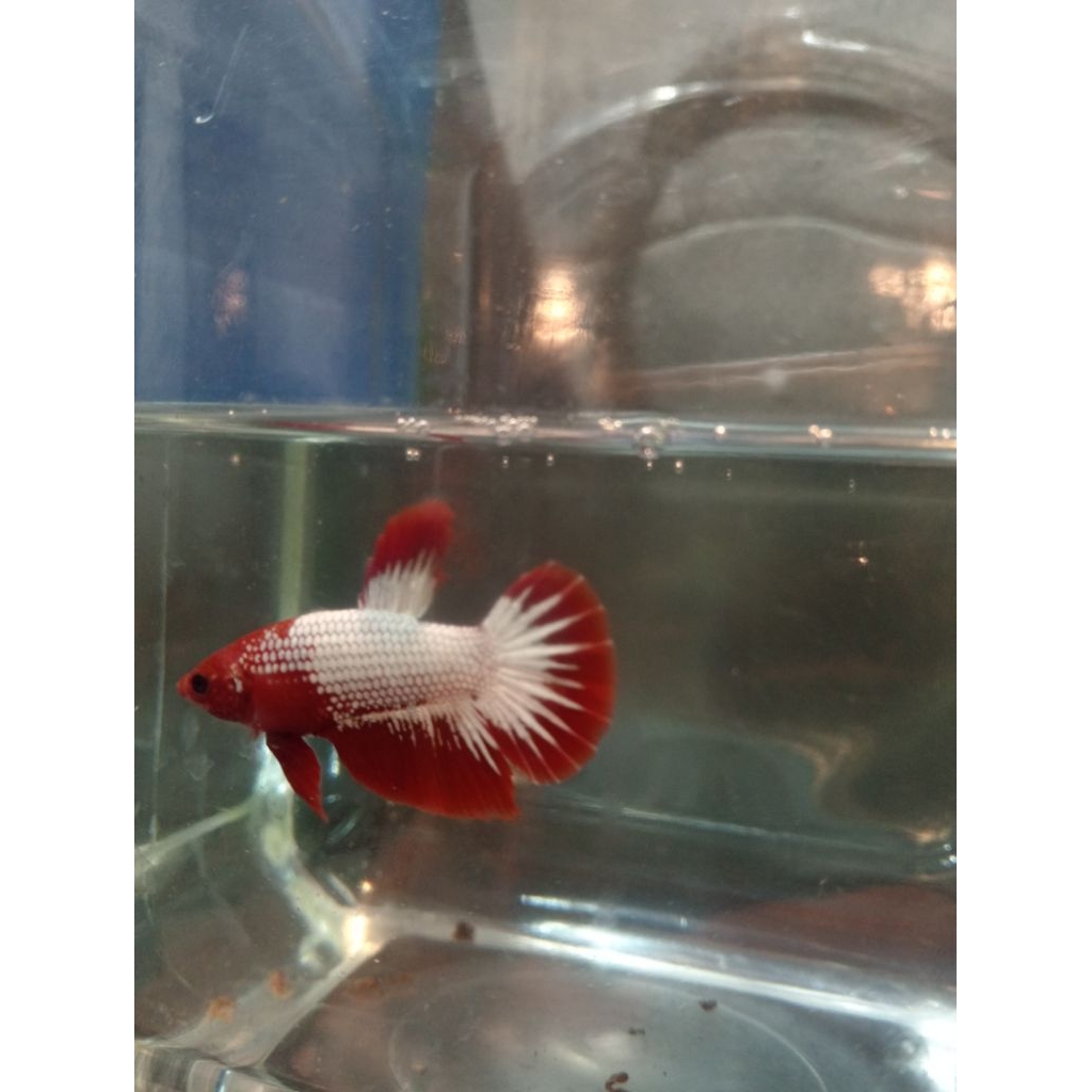 Cupang Hias/Bukan cupang adu/Ikan Hias/Ikan