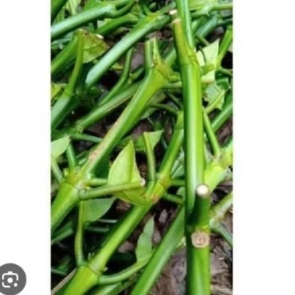 10 PCS BIBIT STEK ENTRES KOPI ROBUSTA PANJANG 4-6 RUAS ASLI KOPI ROBUSTA