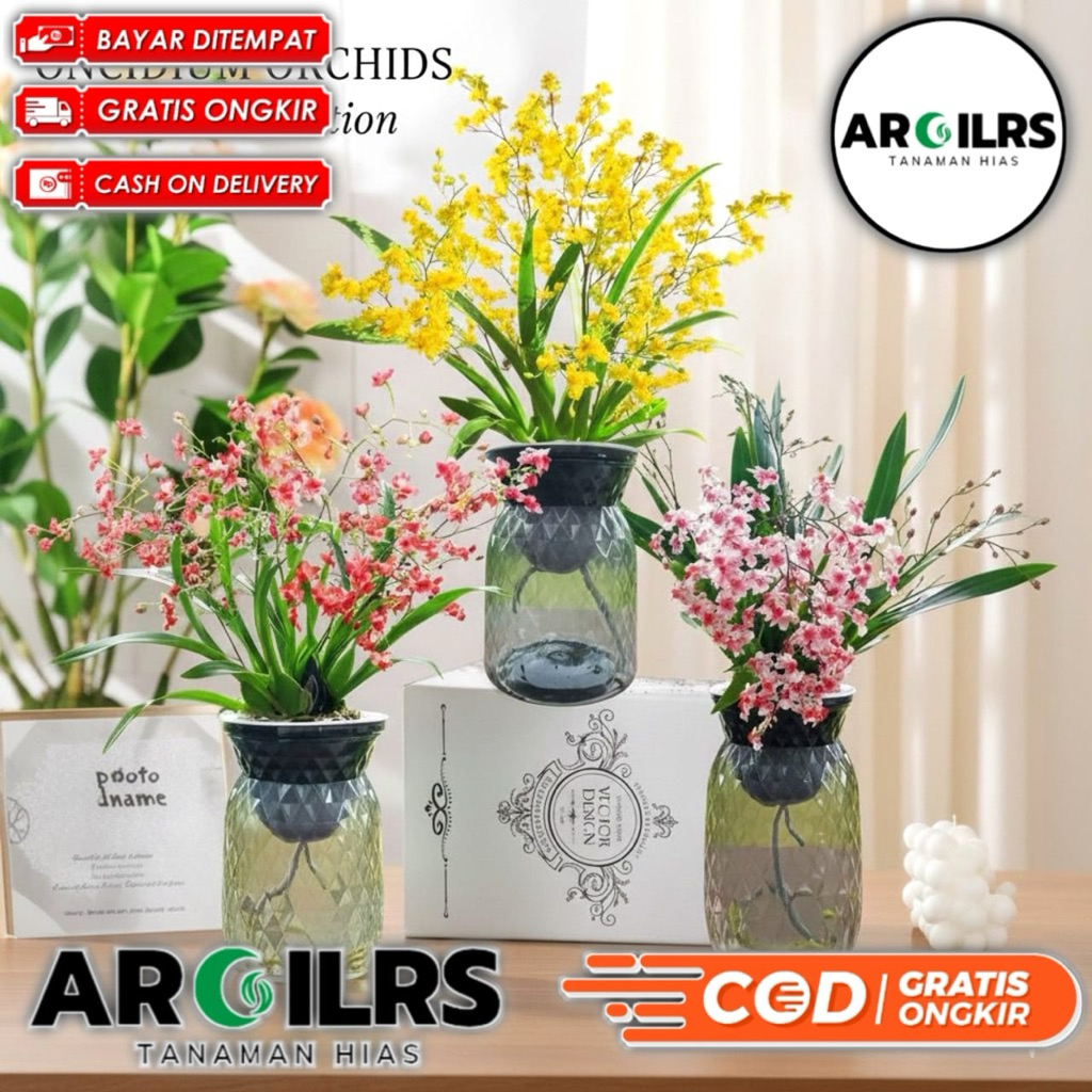 Cymbidium Media Air | Tanaman Hias Anggrek Cymbidium Hidup Segar | Dekorasi Elegan Rumah & Kantor