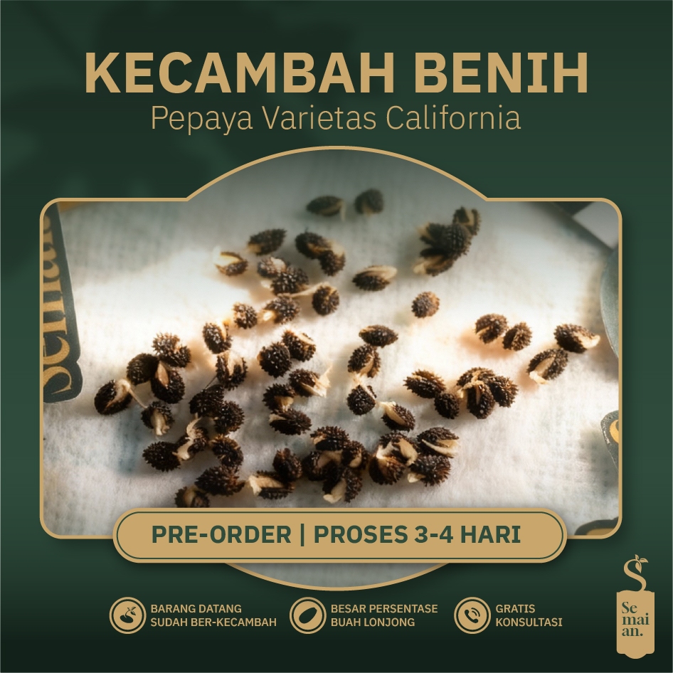 Kecambah Benih Biji Pepaya California IPB-9 Unggulan