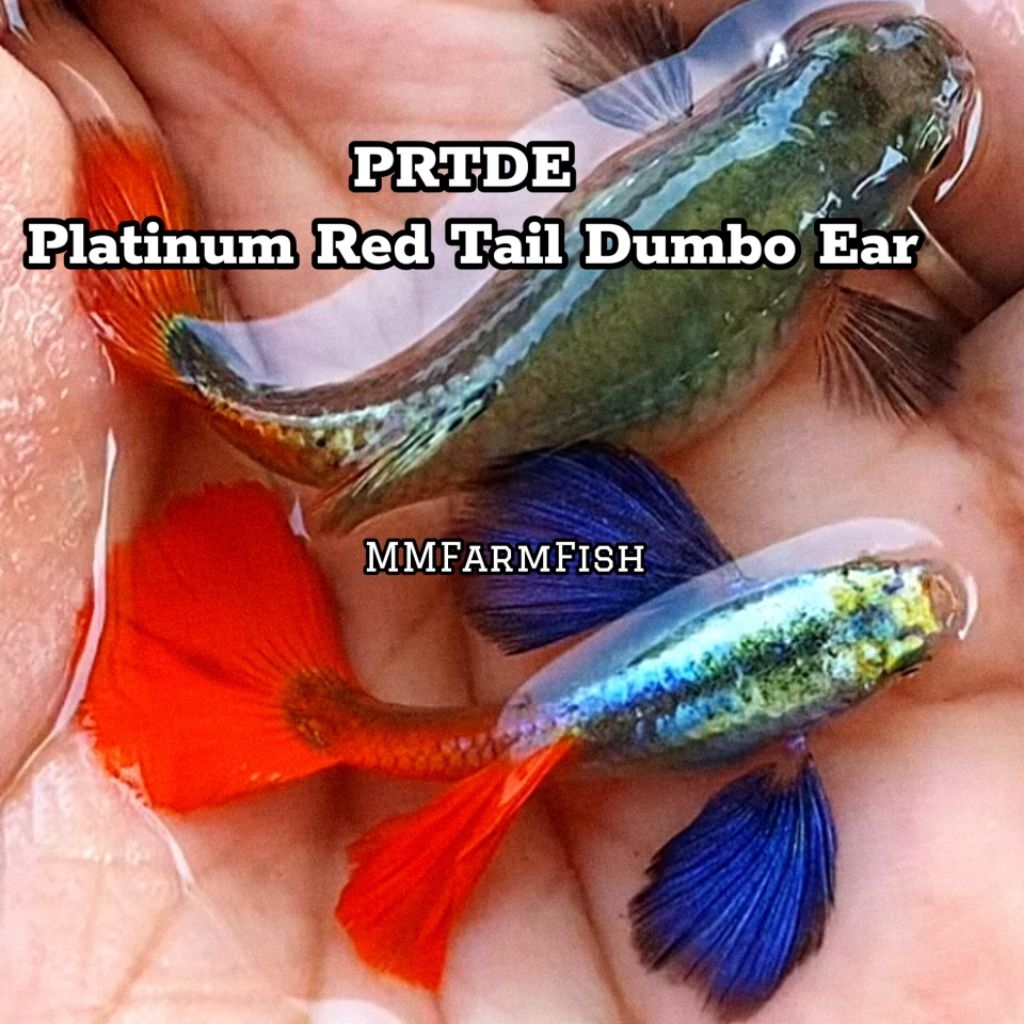 (COD ON) guppy PRTde Grade *A kuping lebar sepair (jantan dan betina)