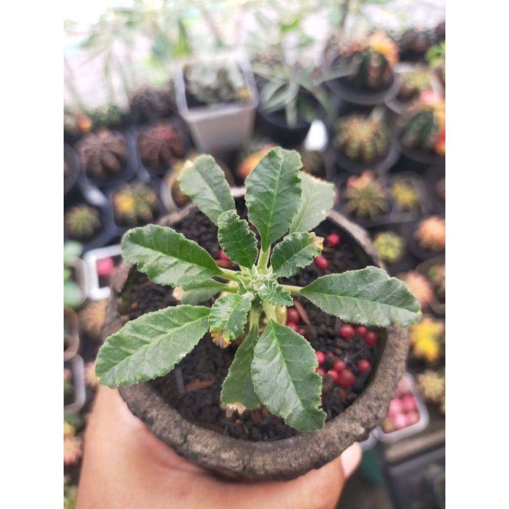 Dorstenia Lavrani Langka