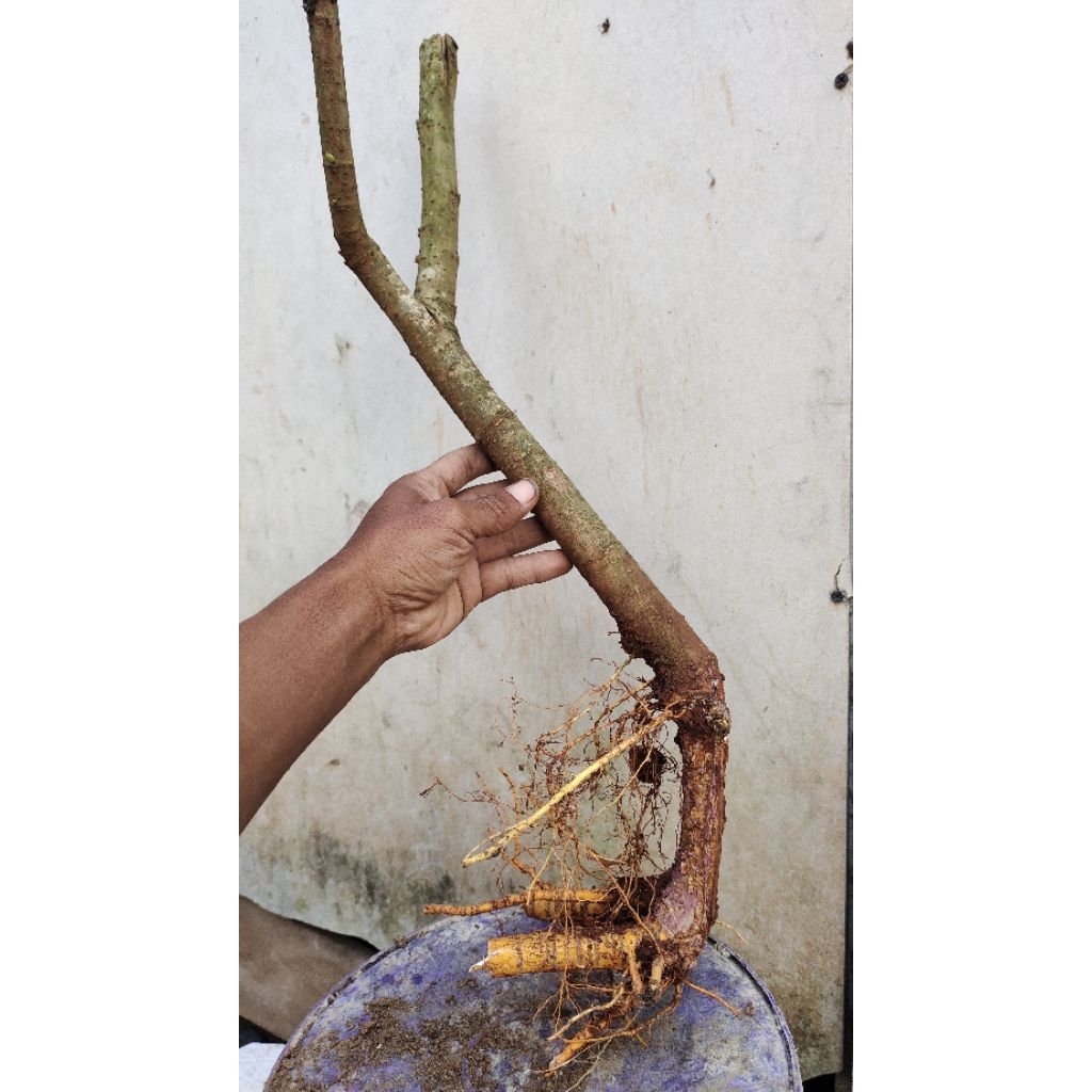 dongkelan murbei bahan bonsai realpic sesuai gambar 500gr