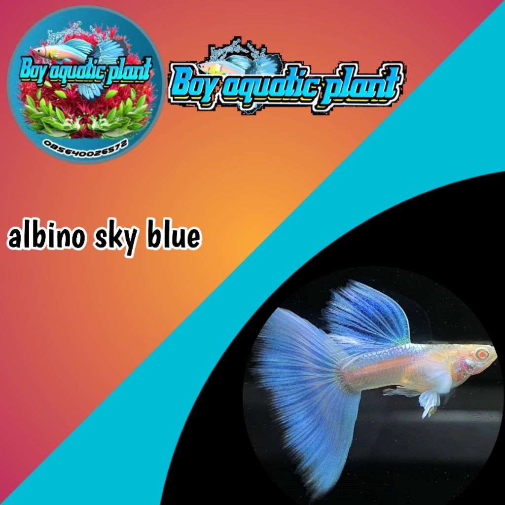 Hiasan Akuarium guppy  albino sky blue