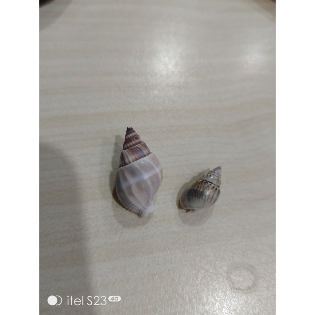 kerang kacang bersih ukuran lubang kecil utk kelomang kecil
