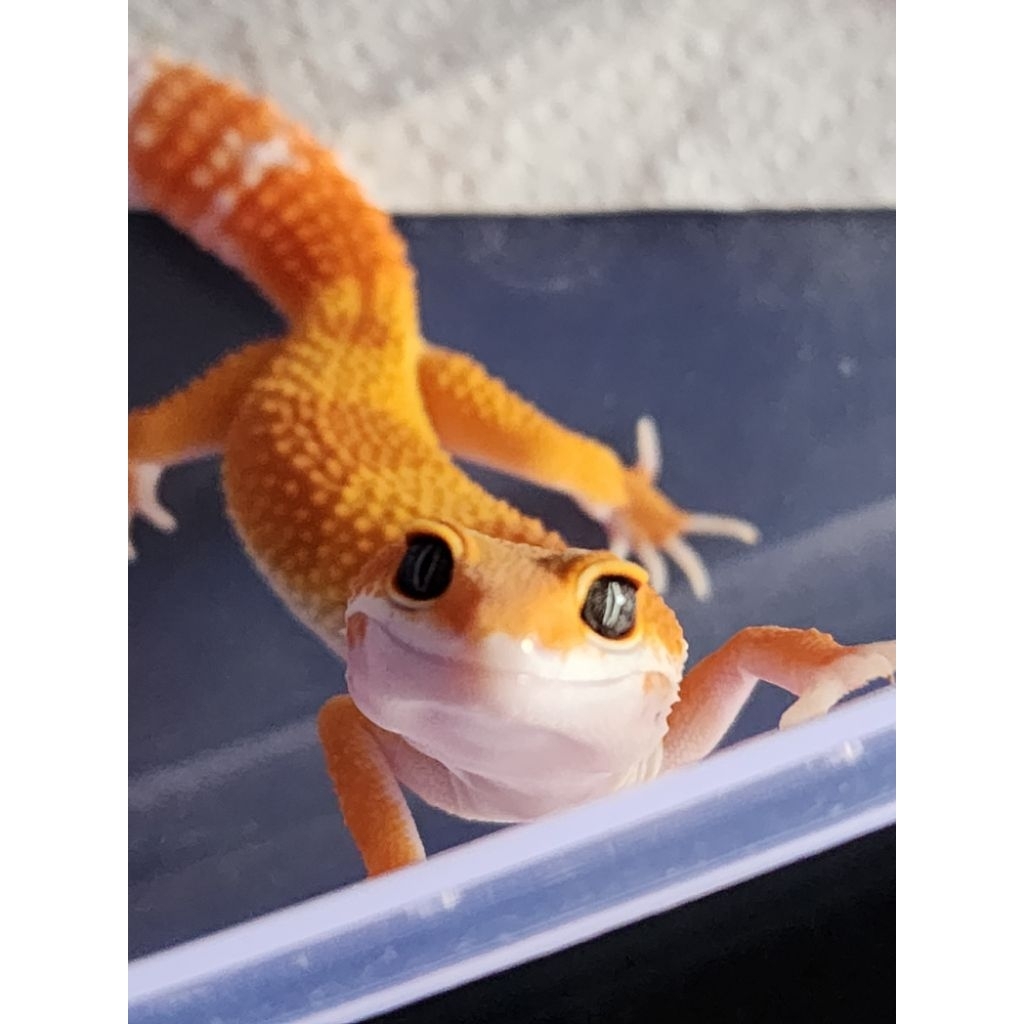 LEOPARD GECKO Baby Juvenile REPTIL Pet Jinak Morph Pilihan