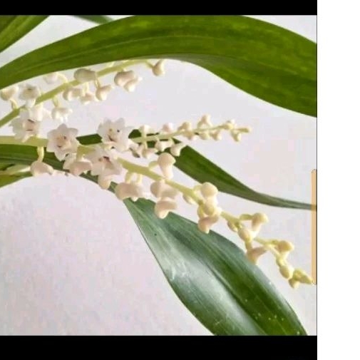 promo 3 paket anggrek mini