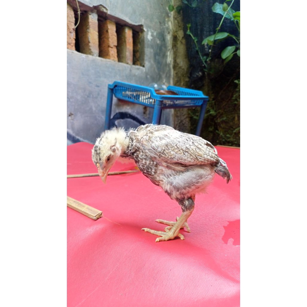 Pitik Ayam Pama Bulbi Kelabu