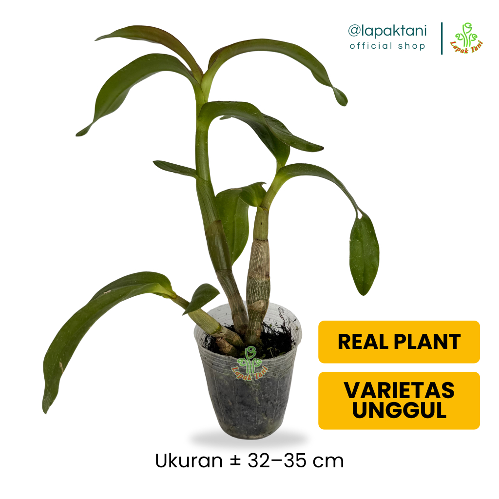 Anggrek Dendrobium Remaja – Tanaman Hidup Siap Berbunga Premium Jumbo