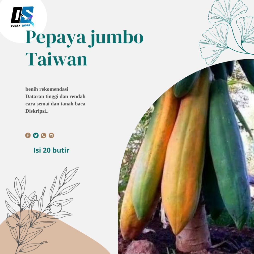 Benih Biji Pepaya Jumbo Panjang (20 seed) Pepaya Taiwan