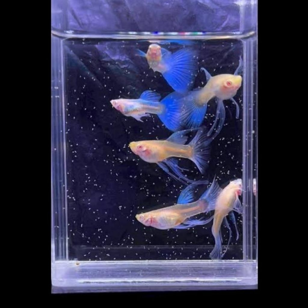 GUPPY SKYBLUE RIBBON FIN C LONG EAR