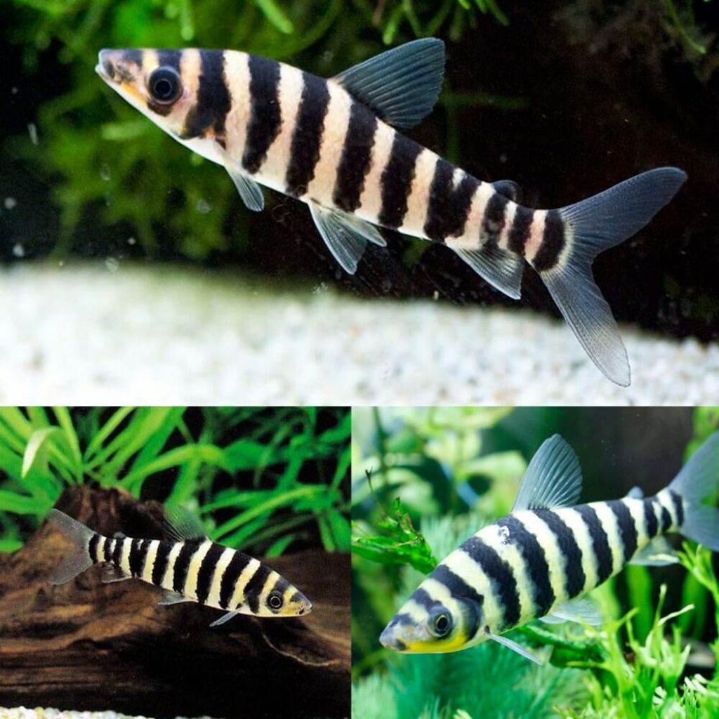 Hiasan akuarium lepornius fasciatus size 4-5 cm