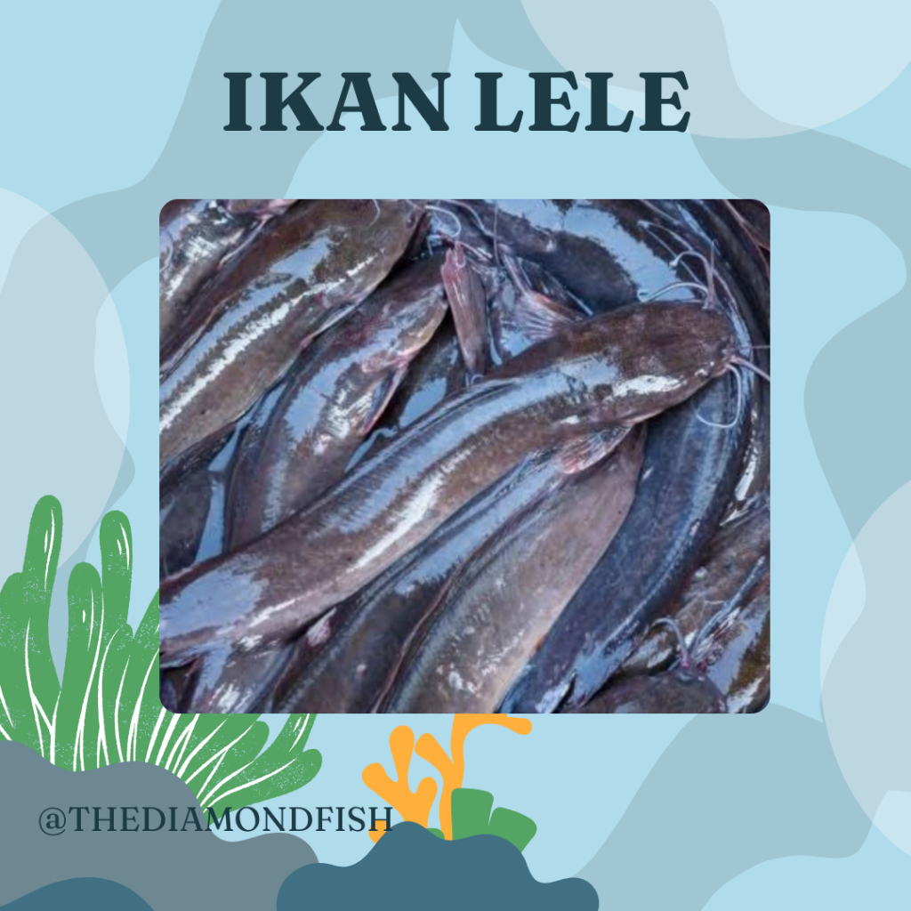 Ikan Lele 1Kg / Ikan Lele Segar / Ikan Lele Hidup