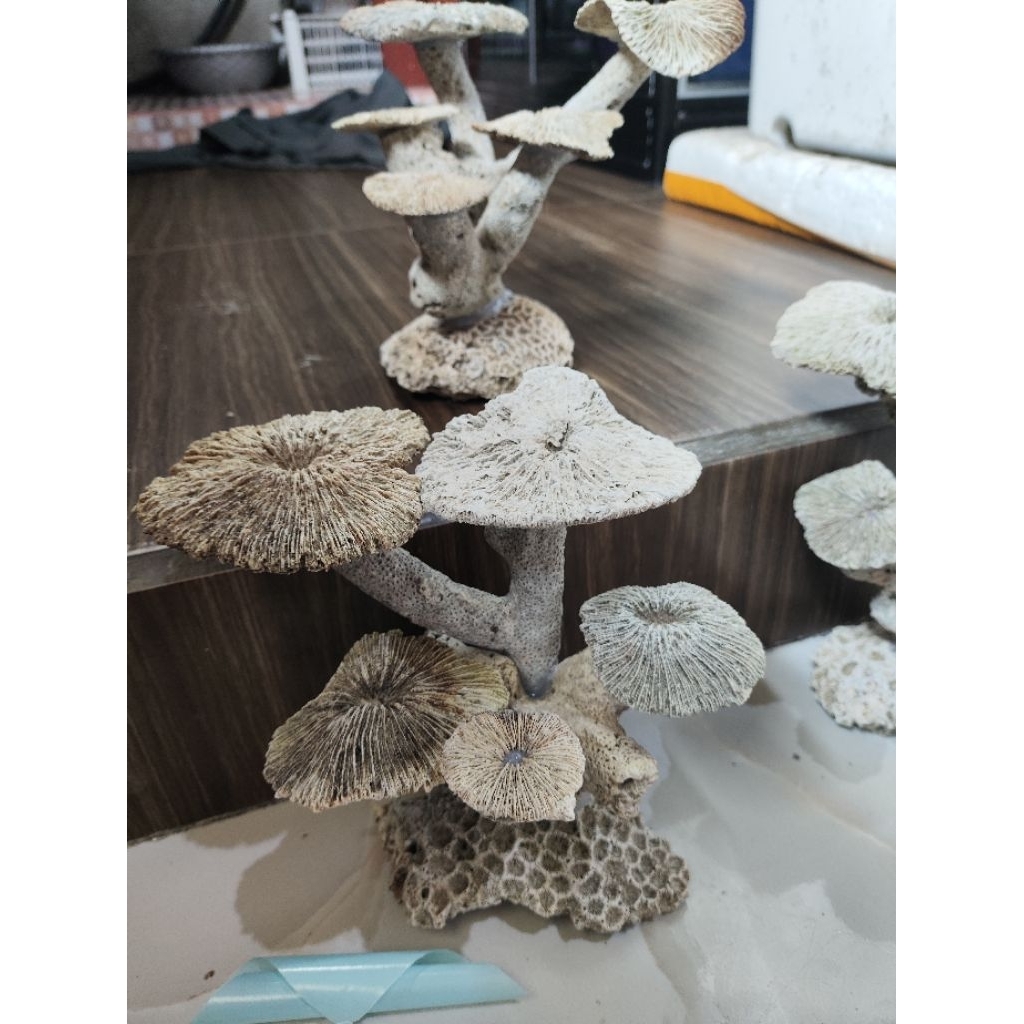 BATU KARANG LAUT tatakan coral batu karang aquarium