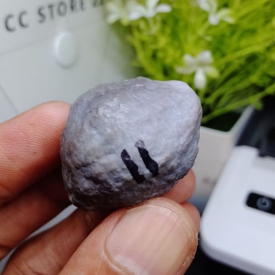 Muncang Adu PAIT Jr Cimaung kode 11