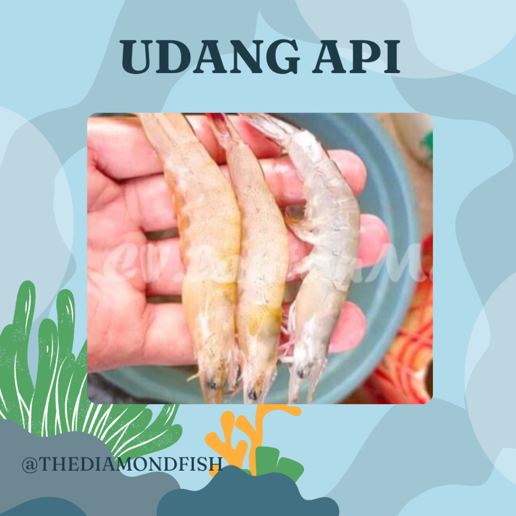 Udang Api 1Kg Udang Api Segar Seafood Udang Laut Udang Segar 1Kg