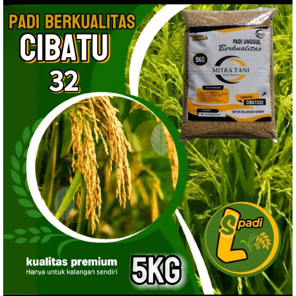 BIBIT PADI BERKUALITAS CIBATU32 KEMASAN 5KG