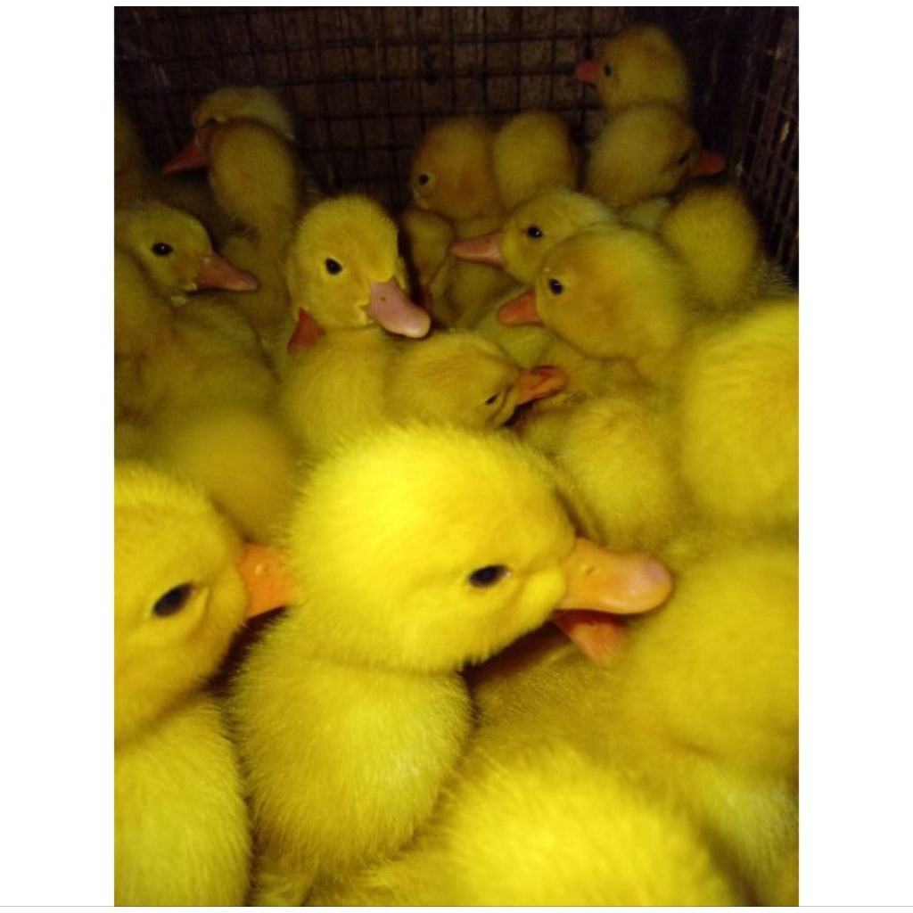 Dod Bebek peking Super Jumbo sudah vaksin beli 15 gratis 1 pengiriman aman