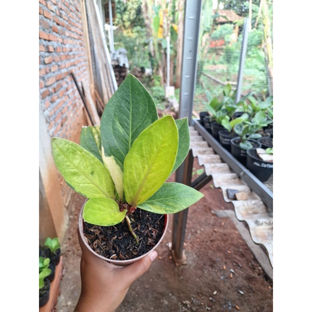JEMANI MANGKOK HYBRID GRAND MA TANAMAN HIAS TANAMAN DAUN TEBAL