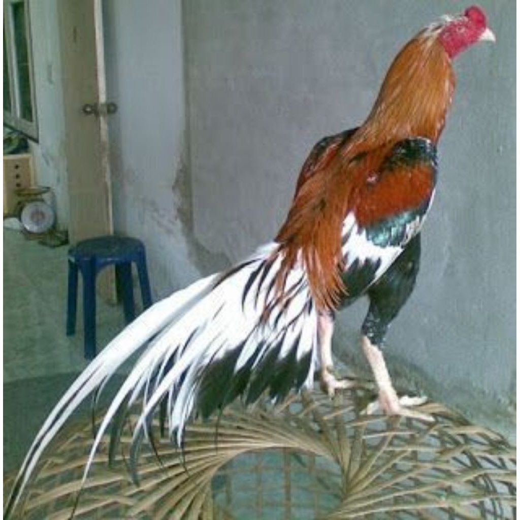 TELUR FERTIL AYAM HIAS EKOR LIDI 100% ORIGINAL