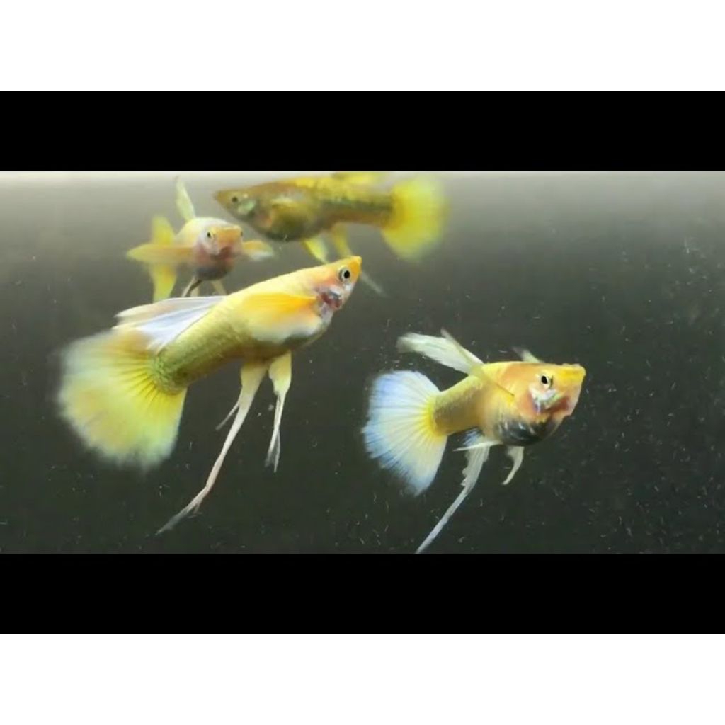 GUPPY SUPER GOLD RIBBON