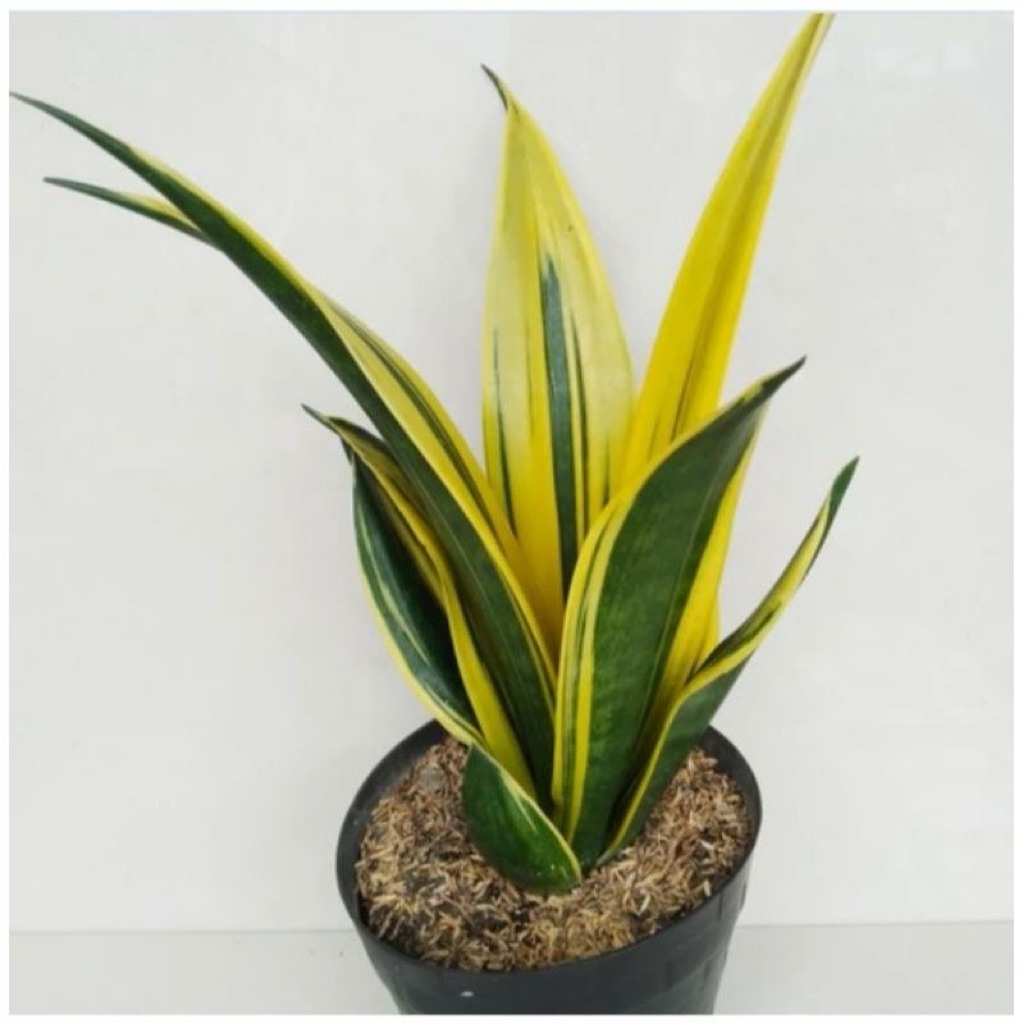 Sensivera gold flame