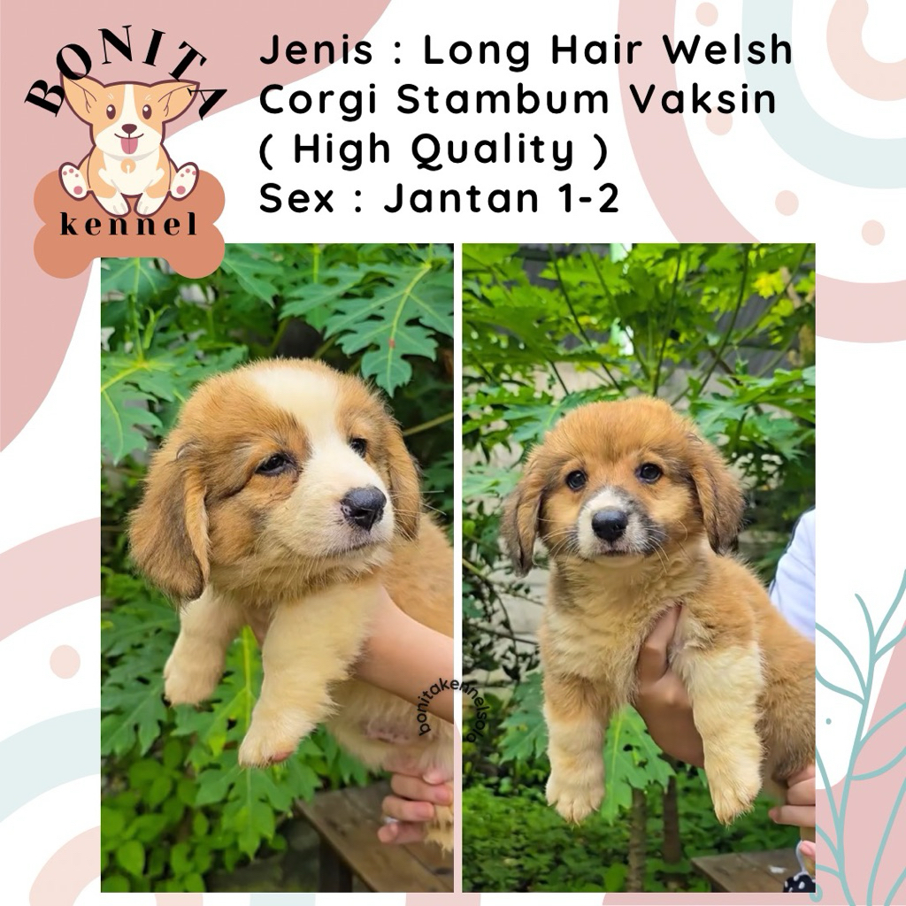 Welsh Corgi Stambum Sable Three Color Anak Anjing Corgi Jantan Betina