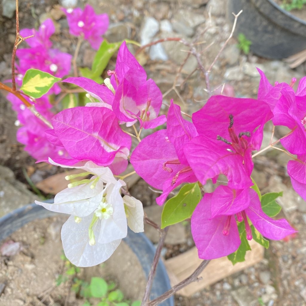 (5 btg) Batang Stek Bunga Bougenville Import Coconut Ice Varigata