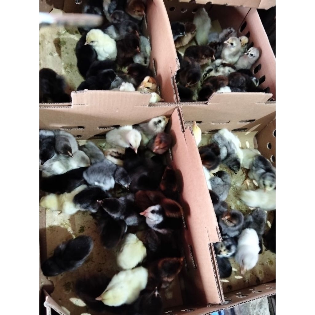 Ayam AKA - Bibit Ayam Kampung Asli - Anak Ayam Kampung Asli - DOC AKA