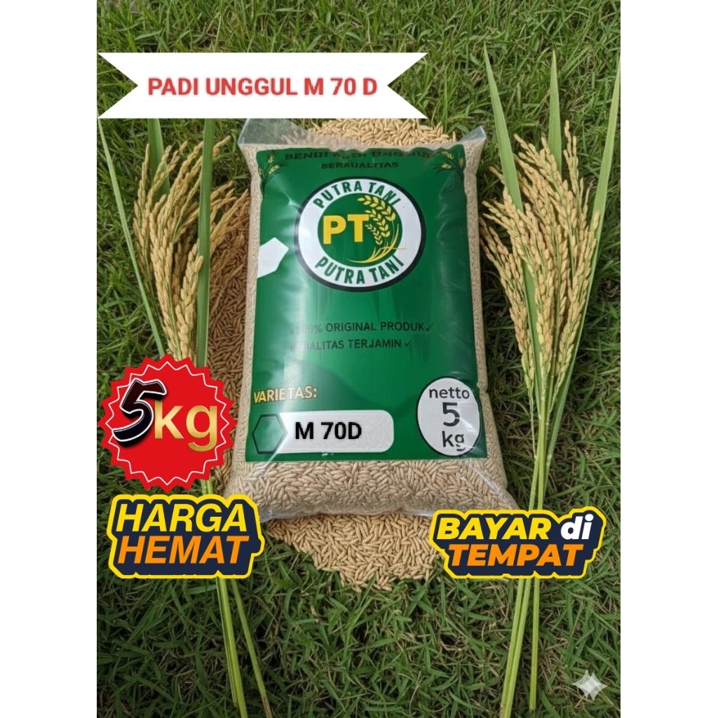 BIBIT PADI BENIH PADI M 70 D BERKUALITAS UNGGUL (5KG)