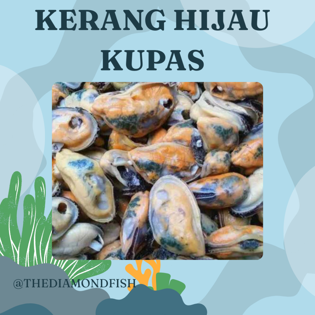 Kerang Hijau Kupas Segar Daging Kerang Hijau 1Kg Kerang Ijo Seafood Kerang Laut Segar