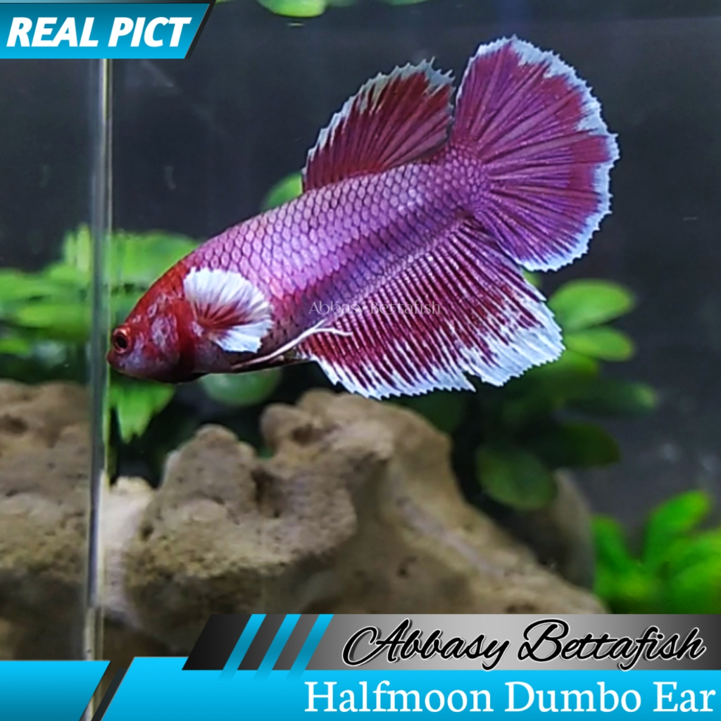 Halfmoon Dumbo Ear Female/Betina ( Real Pictures)