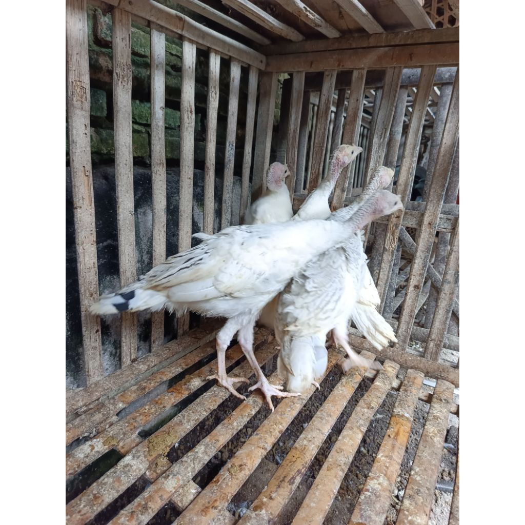 AYAM KALKUN ROYAL PALEM USIA 3 BULAN. silahkan chat dulu sebelum order untuk atur pengiriman