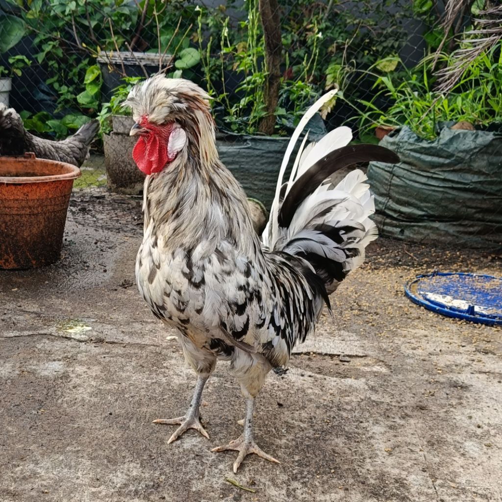 Ayam polandia dewasa indukan siap produksi