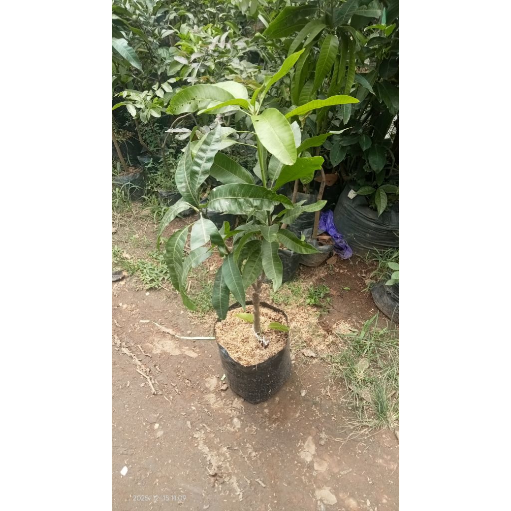 bibit mangga kombinasian all varietas
