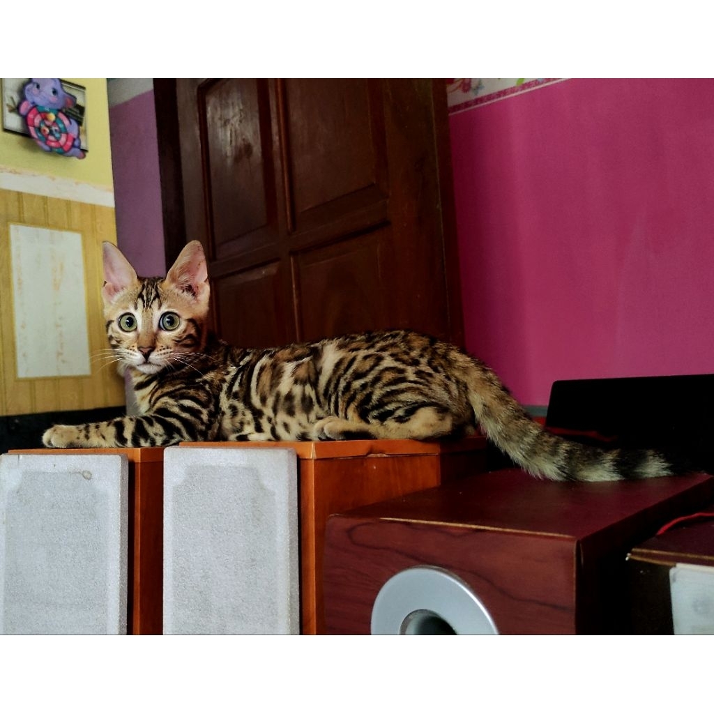 eyes himalaya persia longhair flatnose ragdoll abu putih