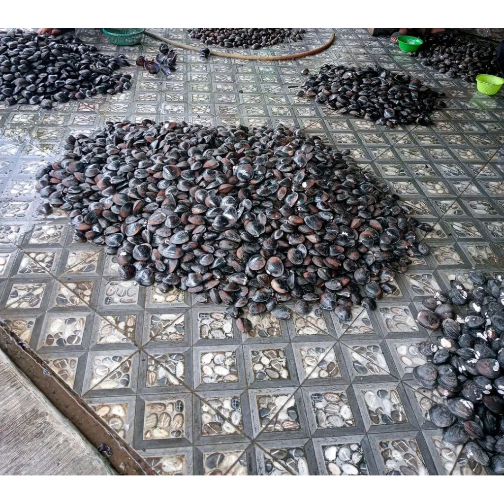 kerang air tawar hidup