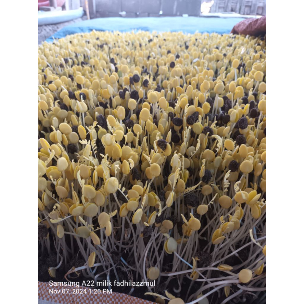 KECAMBAH#SAYUR ALE 300gr