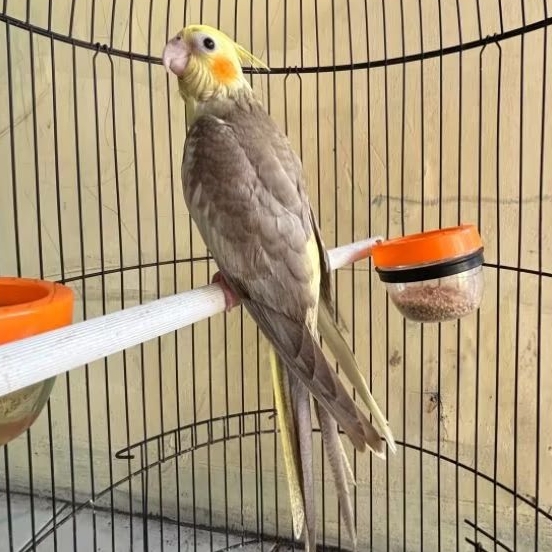 Burung Falk Parkit Australia Anakan