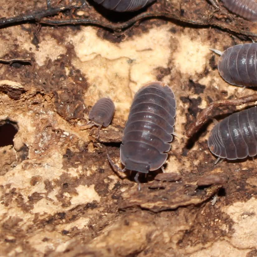 Isopod Cubaris Murina
