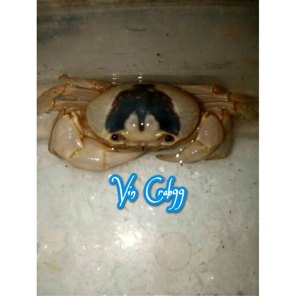 Kepiting Hias Full Air Tawar White Banana