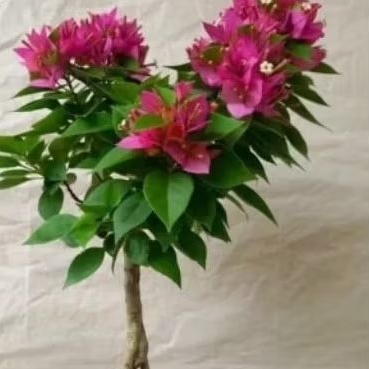 Bougenville singapore Batang Besar2