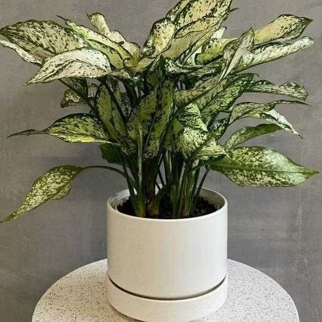 Tanaman Aglonema Snow White Beras Tumpah
