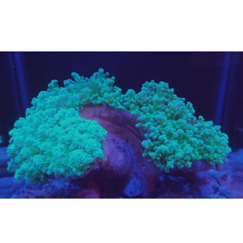 paket aquarium air laut